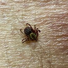 This is a dog tick and can be a  spreader of several diseases. Photo by Steve Roark