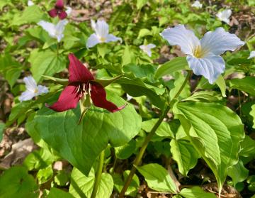 Photo by Steve Roark Trilliums are one of the earliest flowers to bloom in the Spring, and are beautiful to behold.