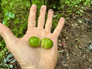 Photo by Steve Roark Chestnut oak is just one of several oak species in our local forests, and are very plentiful this year