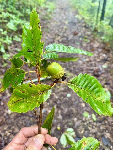 Photo by Steve Roark Chestnut oak acorns are plentiful this year and are the largest acorns we have  locally. They provide an important wildlife food source.