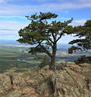 Photo By Steve Roark Photo By Steve Roark