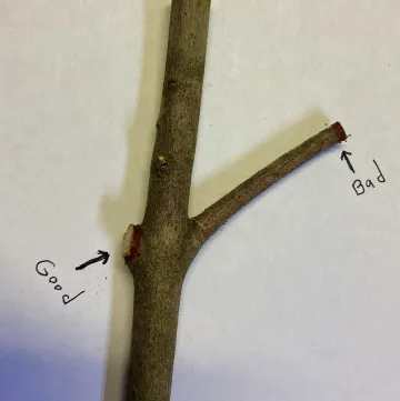 Proper pruning will keep your trees healthy and looking good. Remember DO NOT leave stubs when pruning.