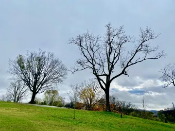 Even a simple look out the window at grass and trees can provide stress relief because we seem to be hard wired to be comforted by natural scenery.